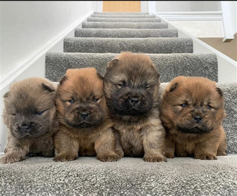 Website Richard&x27;s Luxury Kennel. . Puppies for sale in massachusetts